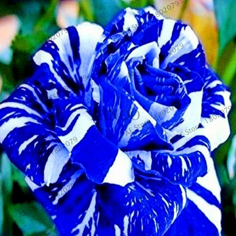 Rare Candy Stripe Rose Seeds - Mixed Color Bonsai Flower Seeds for Home Garden (Black, Blue)
