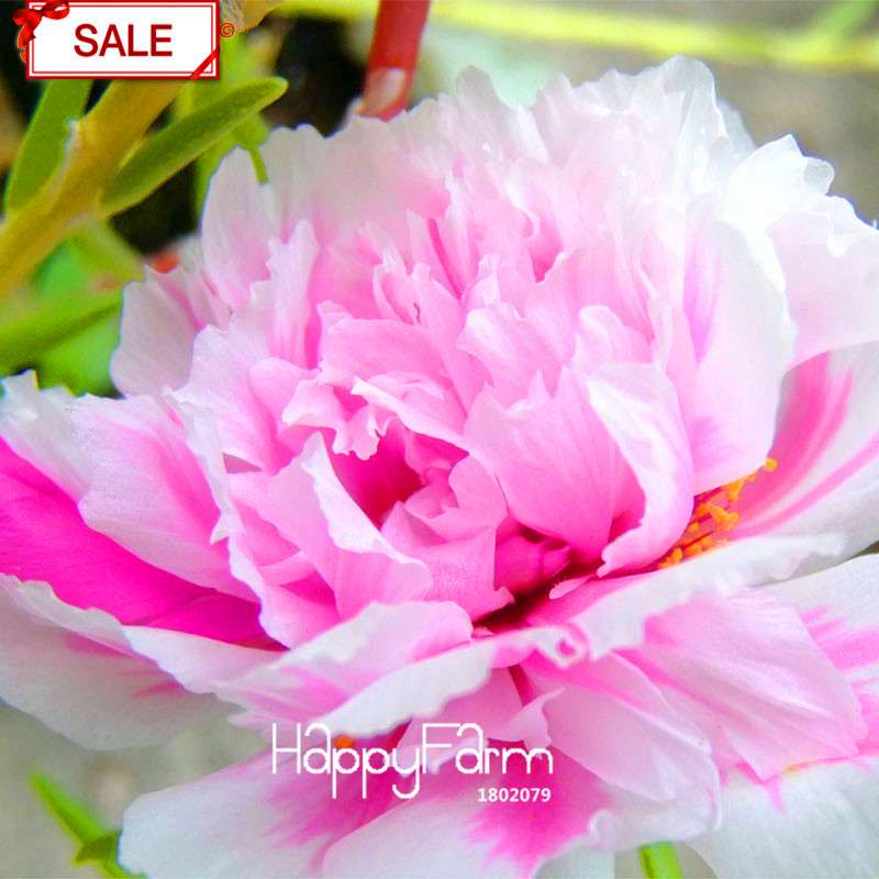 Koshiro Sunflower Portulaca Seeds - Vibrant Grandiflora Flowers for Garden & Containers