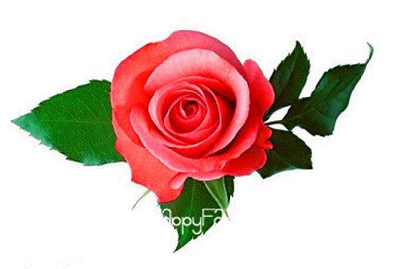 Rose Flower Seeds - Perennial, Easy to Grow, Blooms All Seasons - Planting Guide Included