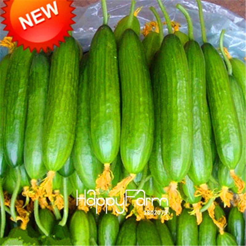Dutch Cucumber Seeds - for Fresh, Homegrown Vegetables | Non-GMO, High Yield