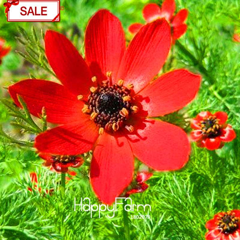 Red Kalanchoe Seeds - Longevity Flower, Easy-Grow Potted Plants for All Seasons | USA Shipping