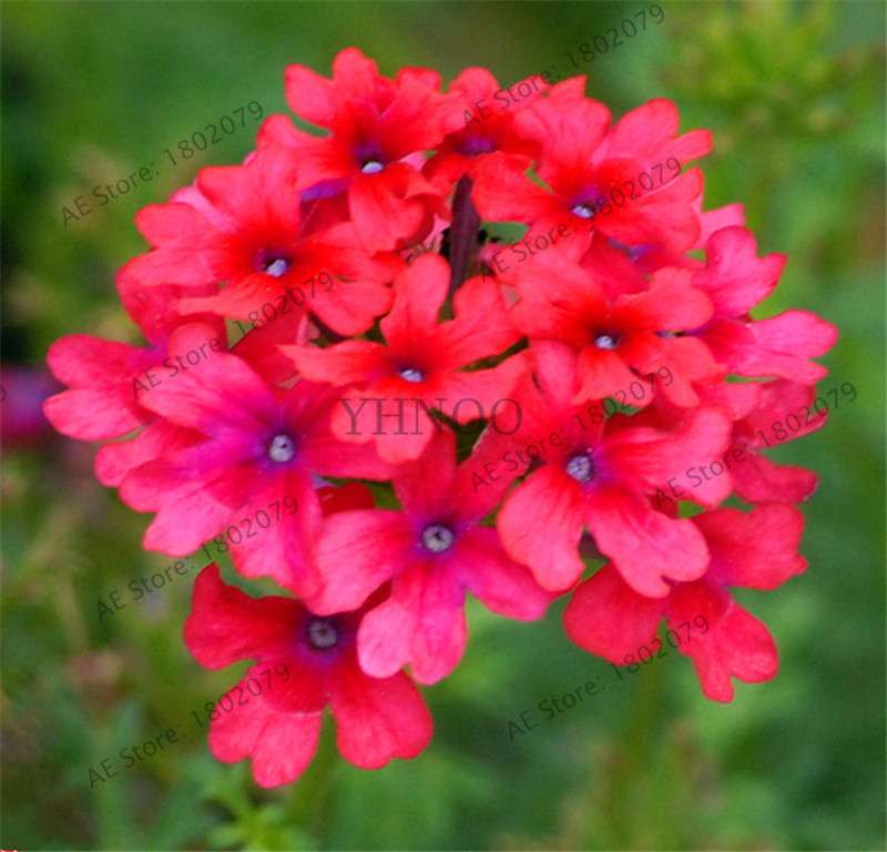 Verbena Seeds for Planting - Easy to Grow Potted Flowers, Bonsai Garden Seeds for Home & Outdoors
