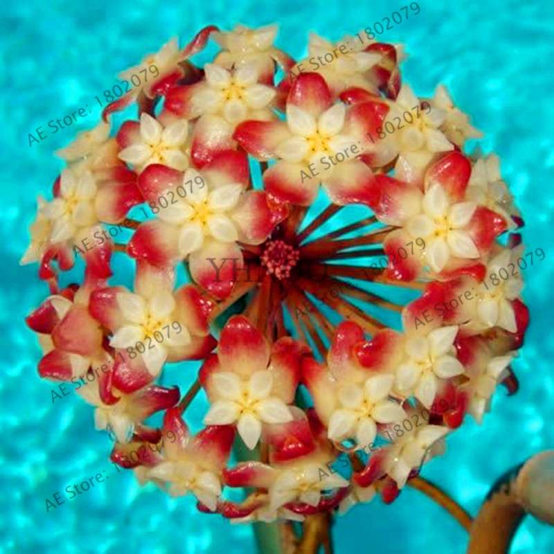 24 Color Hoya Carnosa Seeds - Rare Perennial Bonsai Plant for Home Garden