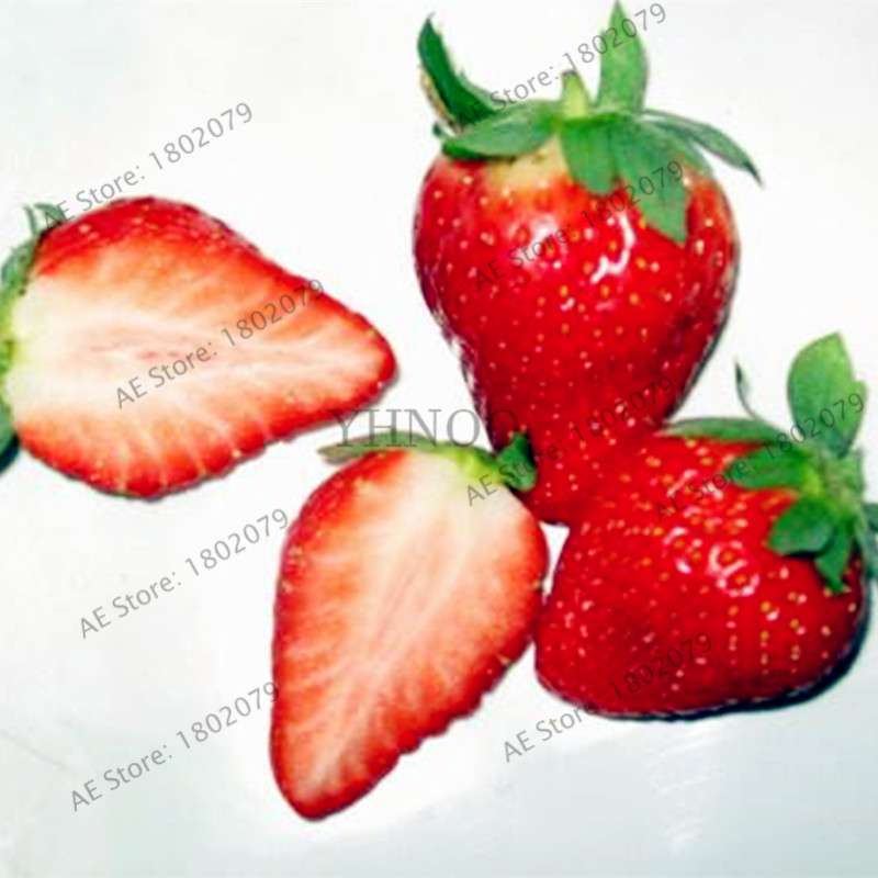Rare Red Climbing Strawberry Seeds for Home Garden | Sweet Fruit Plant Bonsai