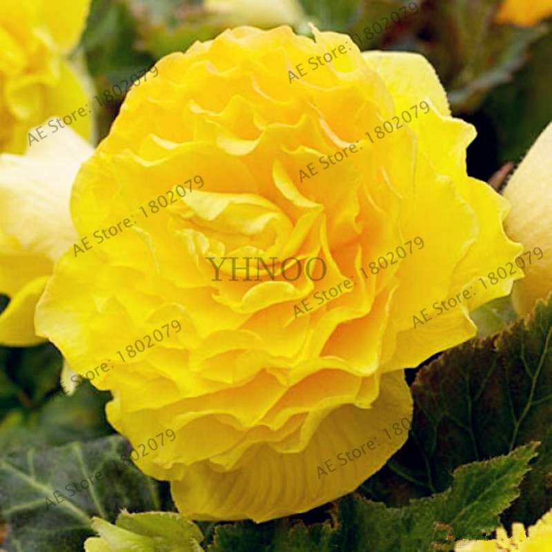 Begonia Seeds - Easy to Grow Bonsai Balcony Flowers, Potted Eustoma & Malus Spectabilis for Home Garden
