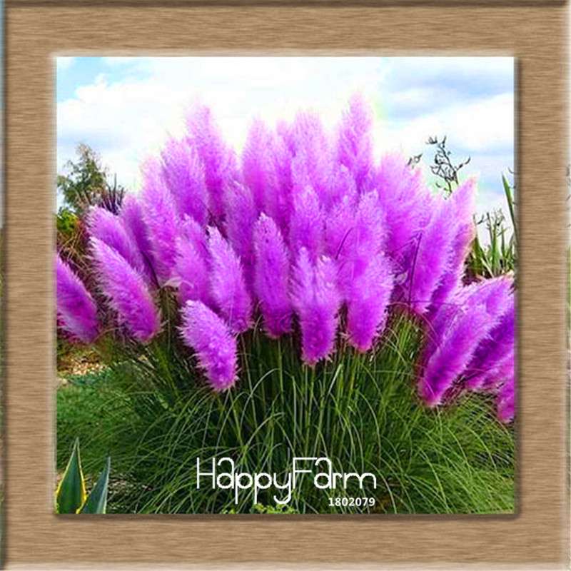 Pampas Grass Seeds - Cortaderia Ornamental Plants for Patio, Garden & Pots | Fresh New Flowers