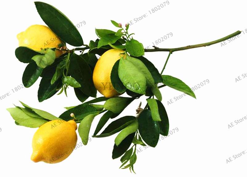 Lemon Tree Seeds - Grow Edible Green Lemons, DIY Home Garden Bonsai Kit | Non-GMO, Fast-Growing