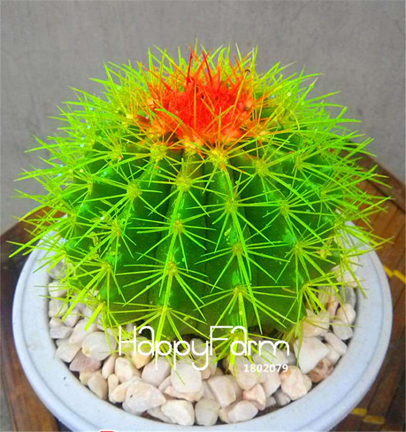Cactus Succulent Seeds - Easy-Grow Potted Plants, Anti-Radiation, Home & Garden Decor - Fast Shipping
