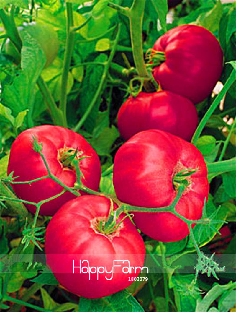 Rare Pink Brandywine Tomato Seeds - Sweet Heirloom Flavor for Home Garden