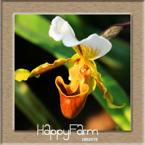 18 Color Orchid Seeds - Cypripedium & Paphiopedilum Bonsai Flower Seeds, Exotic Home Garden Planting