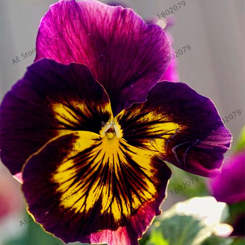 24 Colors Wavy Pansy Seeds - Viola Tricolor for Indoor Bonsai & Home Garden Planting