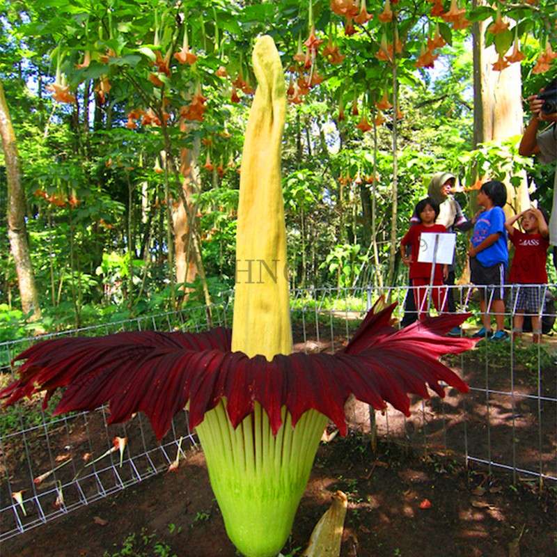 Corpse Flower Seeds - Titan Arum Bonsai for Home Garden, Rare Exotic Plant