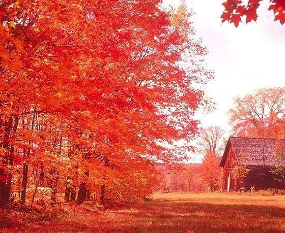 Japanese Red Maple Tree Seeds - Vibrant & Beautiful, Professional Pack, Unique Gift Idea