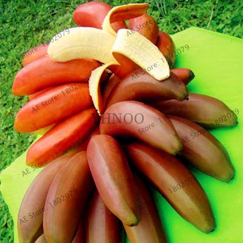 Dwarf Banana Seeds - Sweet Perennial Fruit Tree for Home & Garden Planting