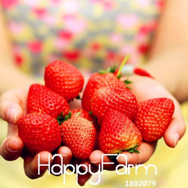 Strawberry Seeds for Planting - Sweet, Juicy Red Fruit, Perfect for Patio & Garden - Non-GMO, Easy Grow