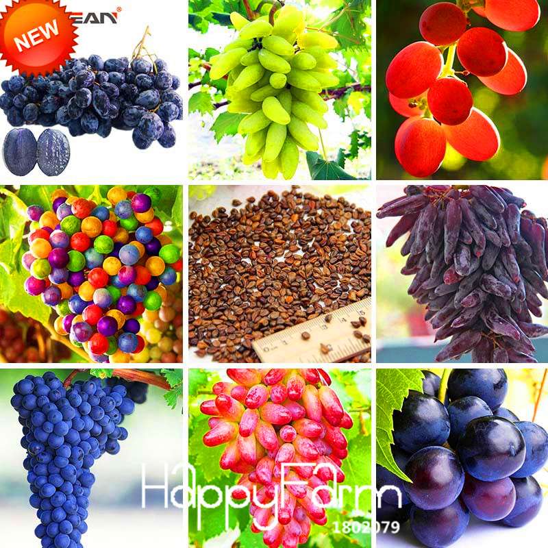 Grape Seeds - 12 Varieties, Sweet Kyoho, Natural Growth for Home Gardening | Premium Fruit Seeds