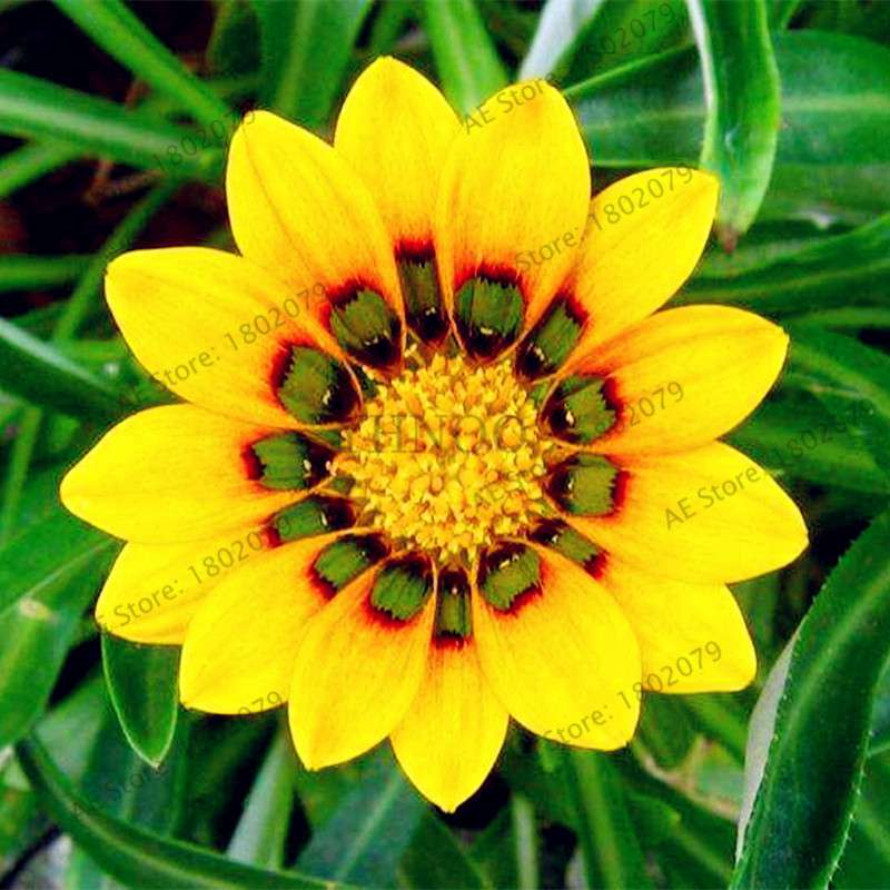 Mixed Color Gazania Rigens Seeds - Vibrant Flower Seeds for Home & Garden, Indoor/Outdoor Planting