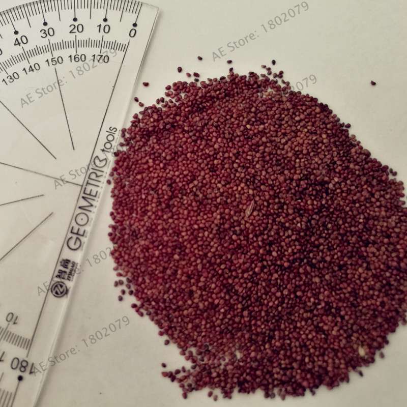 Rare White Strawberry Seeds - Sweet Home Garden Fruit, Year-Round Planting, Non-GMO