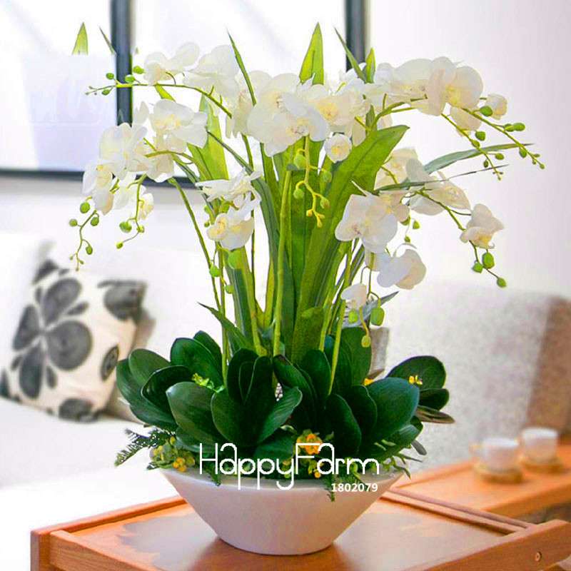 Phalaenopsis Orchid Seeds - Premium Bonsai Flower Seeds for Home & Indoor Garden Planting