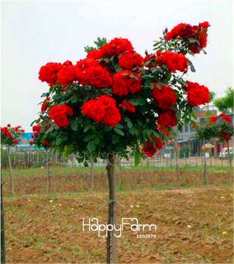 Rare Rosa Chinensis Seeds - Fresh Dendroidal Rose Tree Seeds for Planting, Exotic Flower Garden