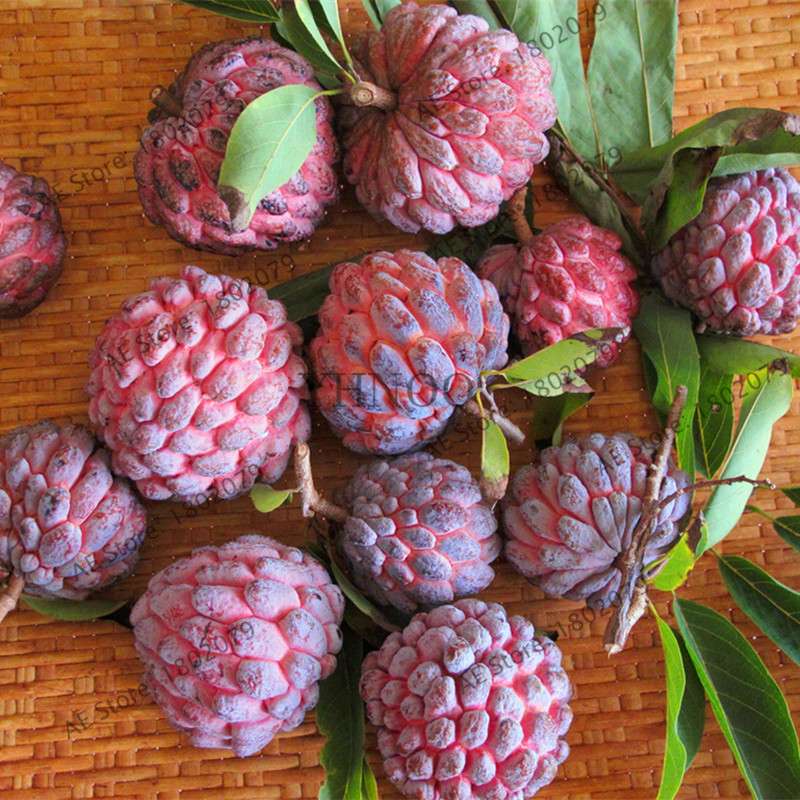 Premium Custard Apple Seeds - Sweet Tropical Annona Fruit for Home Garden