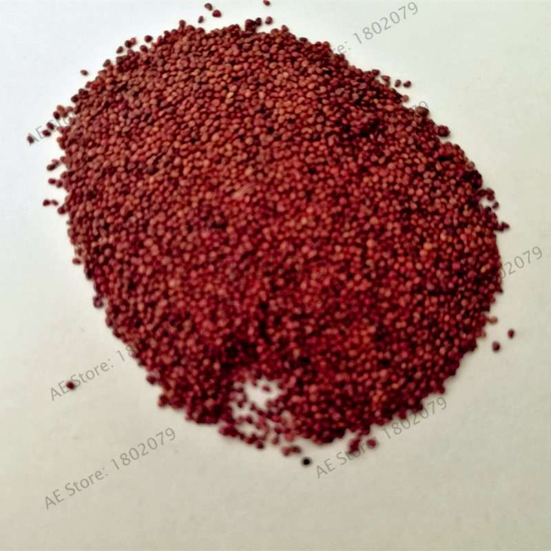 Giant Strawberry Seeds - Rare, Sweet, Extra-Large Fruit Seeds for Planting | Perfect Gift Idea