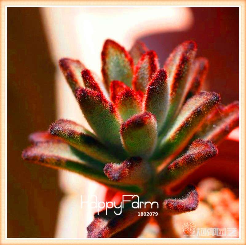 Lithops Seeds - 99 Varieties, Succulent & Bonsai Plants for Office - Fast Shipping & High Germination Rate