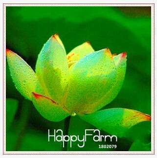Affordable Water Lily Seeds for Bonsai & Balcony - Easy-Grow Potted Flowers