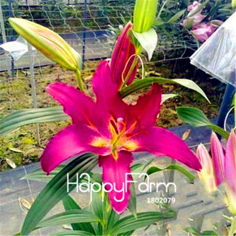 Lily Flower Seeds - Easy to Grow Bonsai Plants for Home & Garden | Fast Blooming