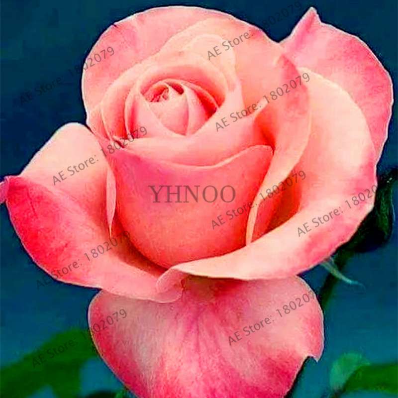 Rare Mixed Color Rose Seeds - Rainbow, Black, Blue - Bonsai Flower Seeds for Home Garden Planting