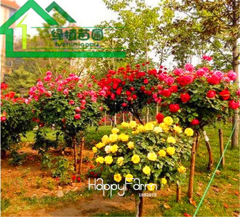 Rare Rosa Chinensis Seeds - Fresh Dendroidal Rose Tree Seeds for Planting, Exotic Flower Garden