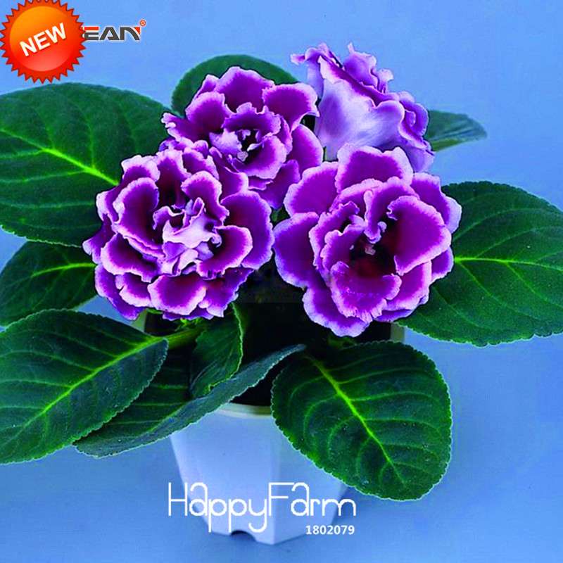Vibrant 9-Color Gloxinia Seeds - Perennial Sinningia Speciosa, Bonsai & Balcony Flowers - USA-Grown