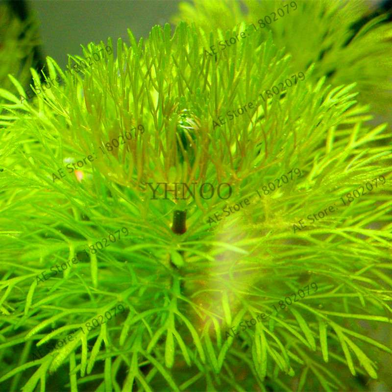 Mixed Aquarium Plants Seeds - Fish Tank Decor, Live Water Grass for Aquatic Plant Lovers