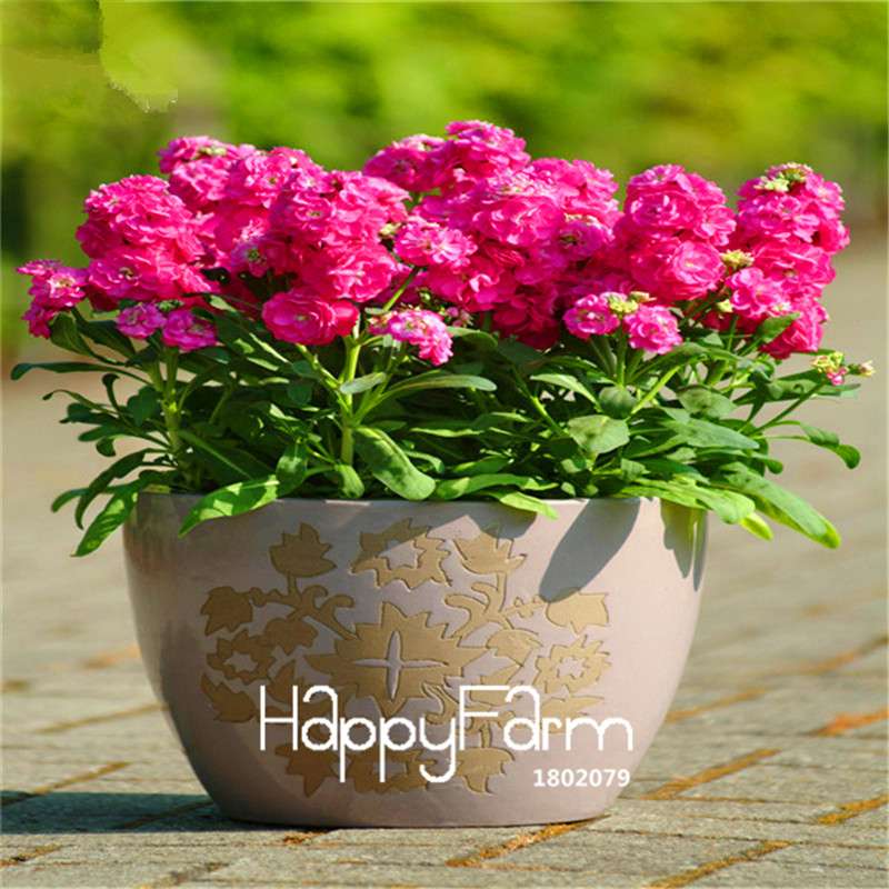 Violet Flower Seeds - Fragrant Matthiola Incana for Garden Planting, Easy Grow