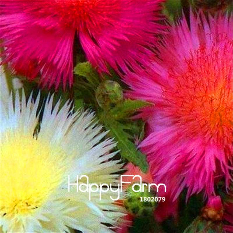 Sweet Sultan Imperialis Flower Seeds - for Bonsai, Home Gardening & Balcony Pots - Easy to Grow