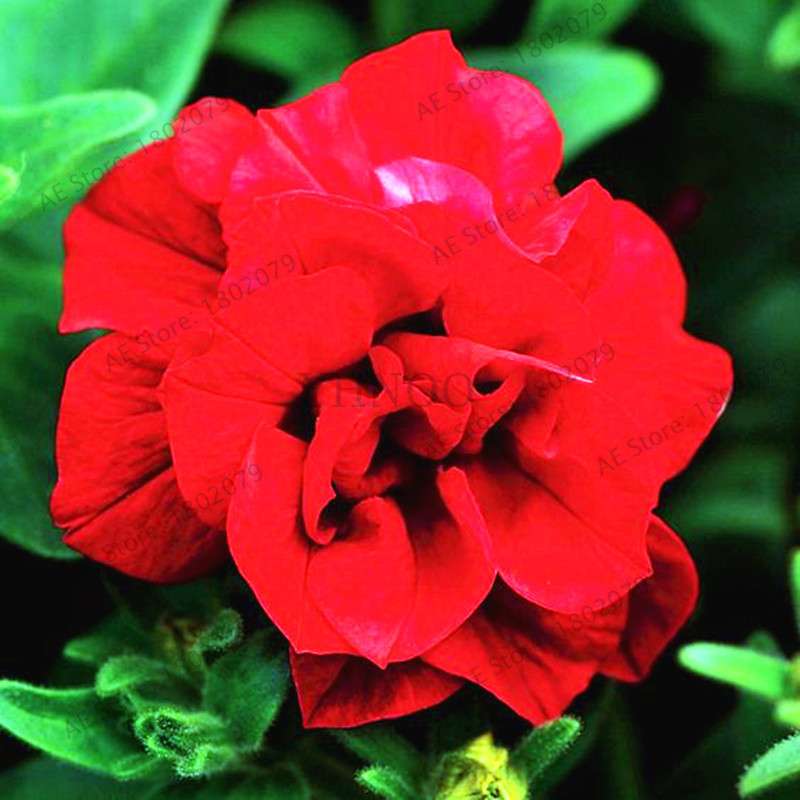 Double Petal Petunia Seeds - Vibrant Indoor Flower Bonsai Plants for Home & Garden