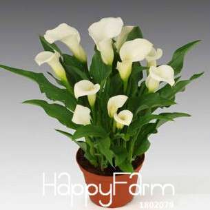 Premium Dutch Calla Lily Seeds - Fresh Flower Bulbs for Planting