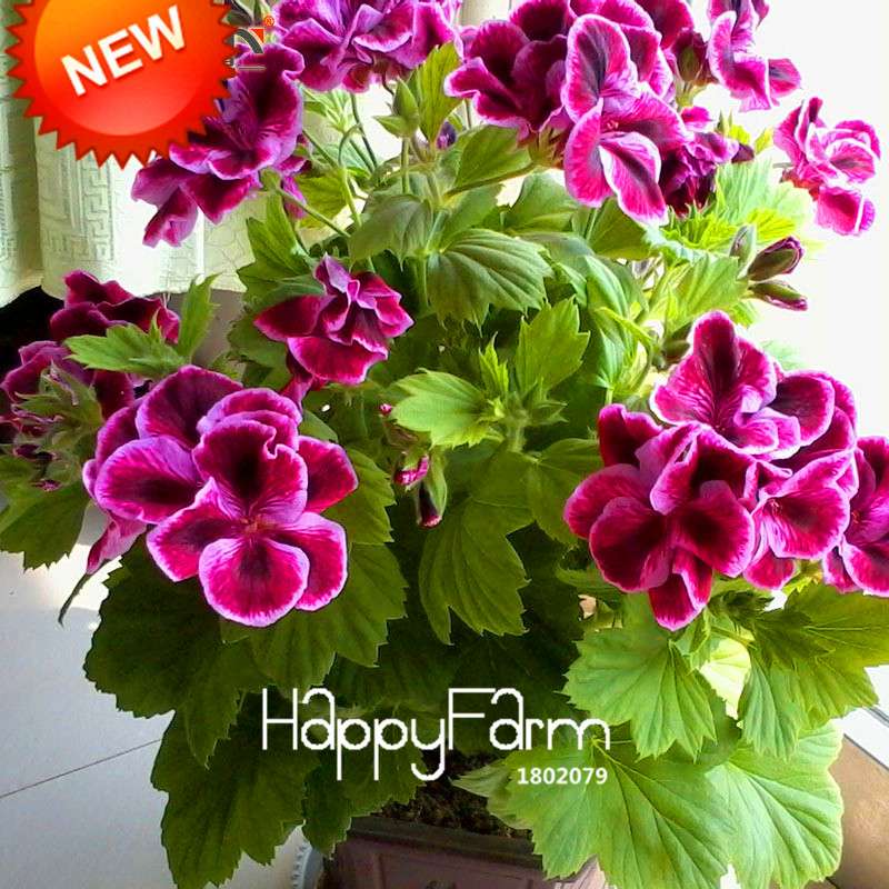 Maple Leaf Geranium Seeds - Perennial Pelargonium Flowers for Indoor Planting, Home Decor