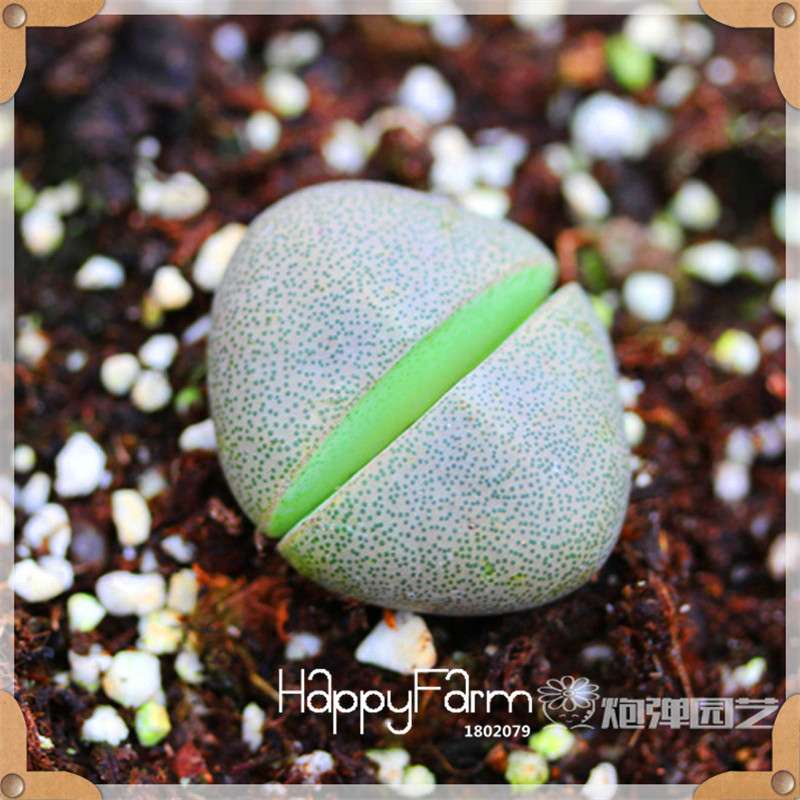 99 Varieties Lithops Seeds - Succulent & Bonsai Plants for Office, Home Garden - Easy to Grow