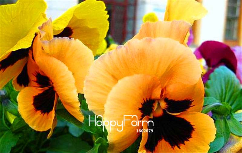 Viola Tricolor Pansy Seeds - Colorful Bonsai Flowers for Home Garden Planting DIY (Fast Shipping)