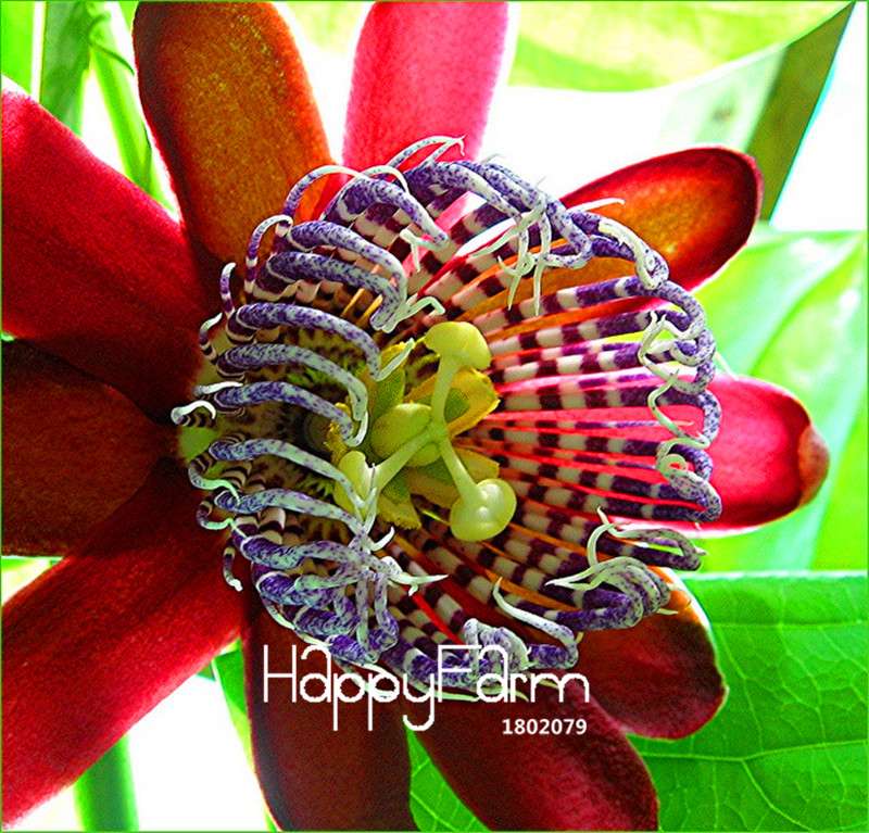 Passion Flower Seeds - Passiflora Vine Fruit Bonsai Plant for DIY Home Garden | Fast-Growing