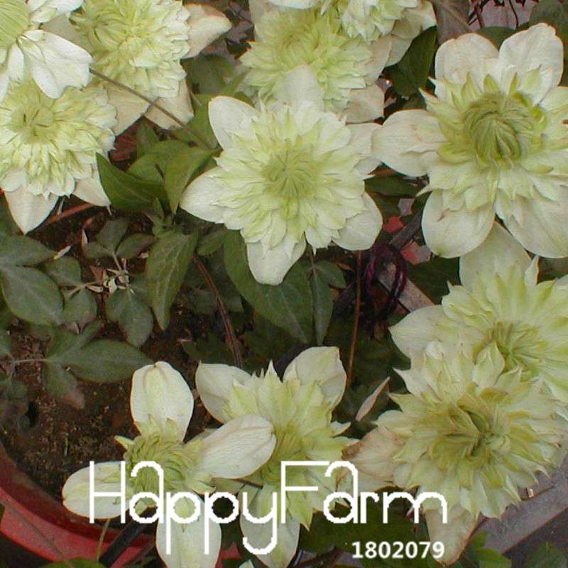 Clematis Seeds - Fast Growing Climbing Vine for Garden, Patio & Balcony | Easy to Grow