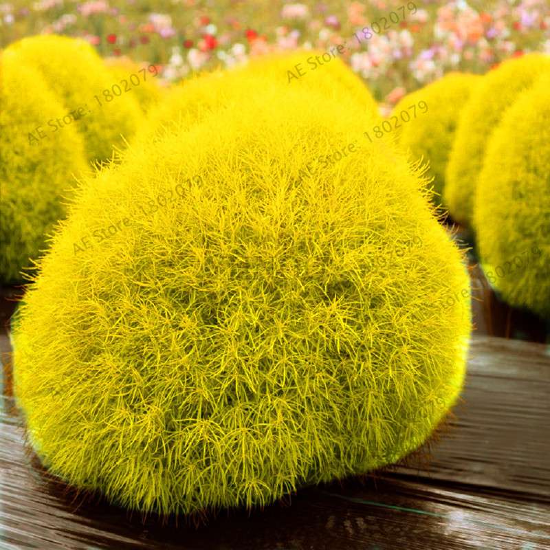 Burning Bush Grass Seeds - Fast Growing, Hardy Kochia Scoparia | Summer Cypress, Easy to Grow Garden Seeds