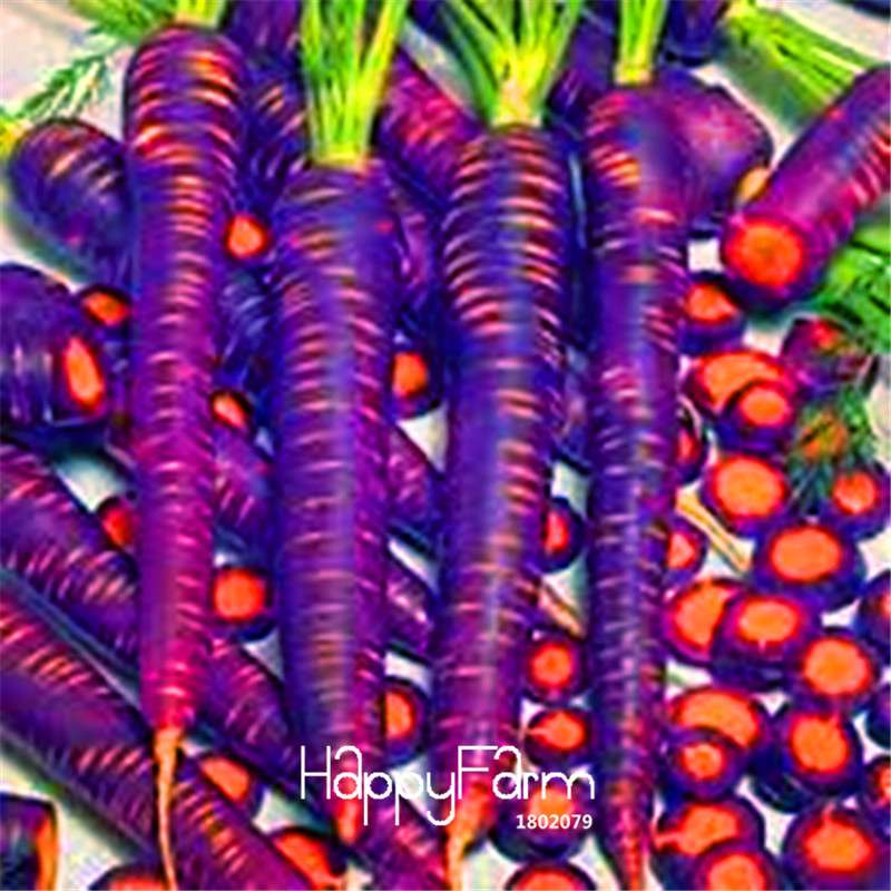 Purple Dragon Carrot Seeds - Non-GMO Home Garden Seeds, Anti-Aging & Bonsai Plant