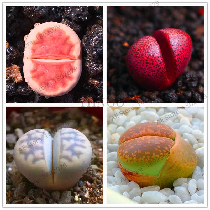 Rare Lithops Seeds - Living Stone Succulent Mix for Mini Garden, Bonsai & Assorted Flower Planting | Fast US Shipping