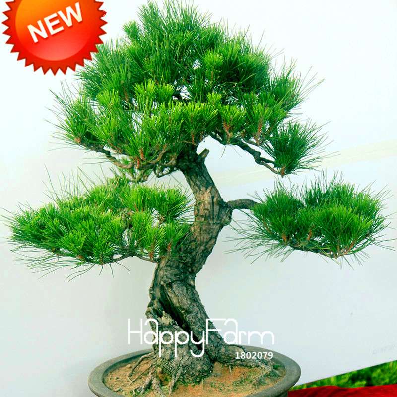 Osaka Bonsai Pine Tree Seeds - Japanese Ornamental Potted Plant for Home & Garden