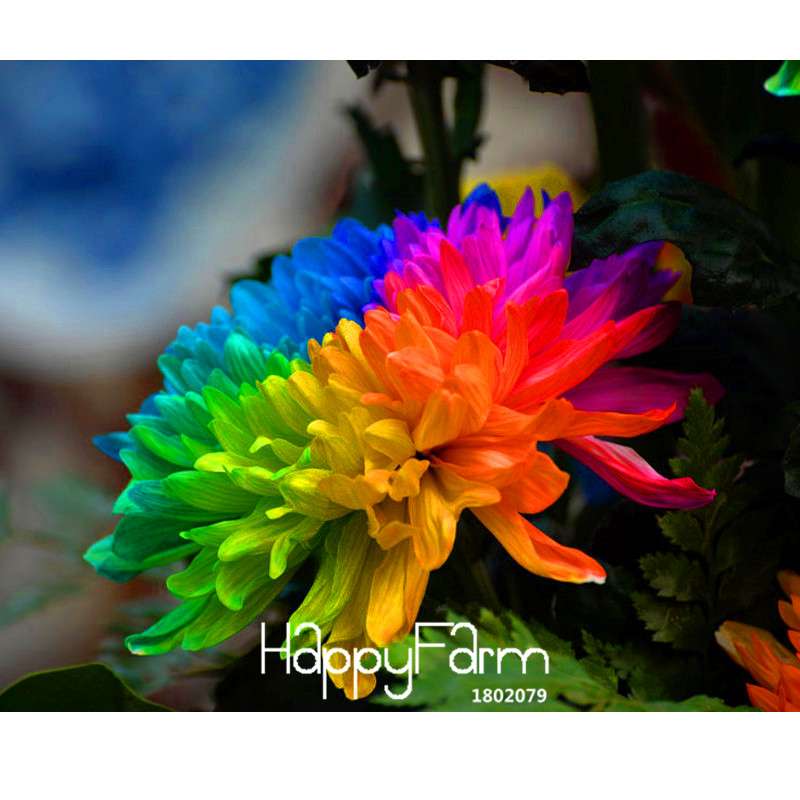Rare Rainbow Chrysanthemum Seeds - Vibrant Colors, DIY Home Garden Planting, New Arrival