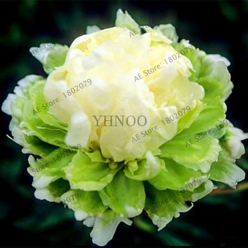 Rare Perennial Peony Seeds - Mixed Colors & Species, Bonsai Flower Tree for Home & Garden