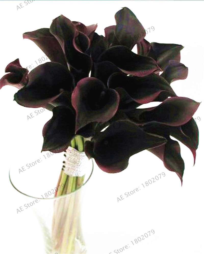 Rare Mixed Color Calla Lily Seeds - Beautiful Bonsai Flowers for Home Garden & Backyard Planting