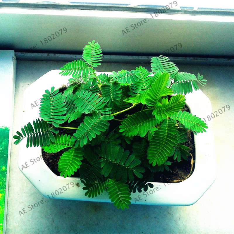 Mimosa Pudica Seeds - Sensitive Plant for Pots & Balcony | Fun, Fast-Growing Foliage